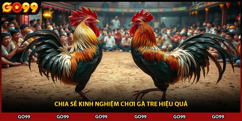 Chia sẻ kinh nghiệm chơi gà tre hiệu quả